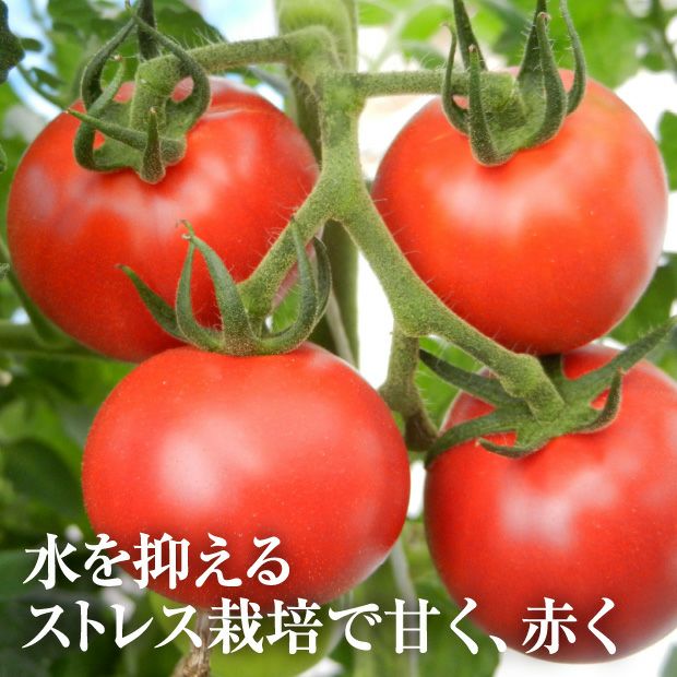 フルーツトマト（はるかエイト）
