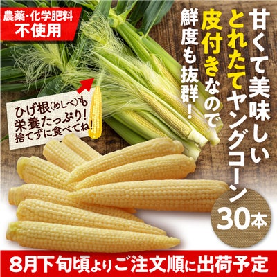 十勝やまたいファーム 皮付きヤングコーン｜ヤングコーン 農産｜食べ 