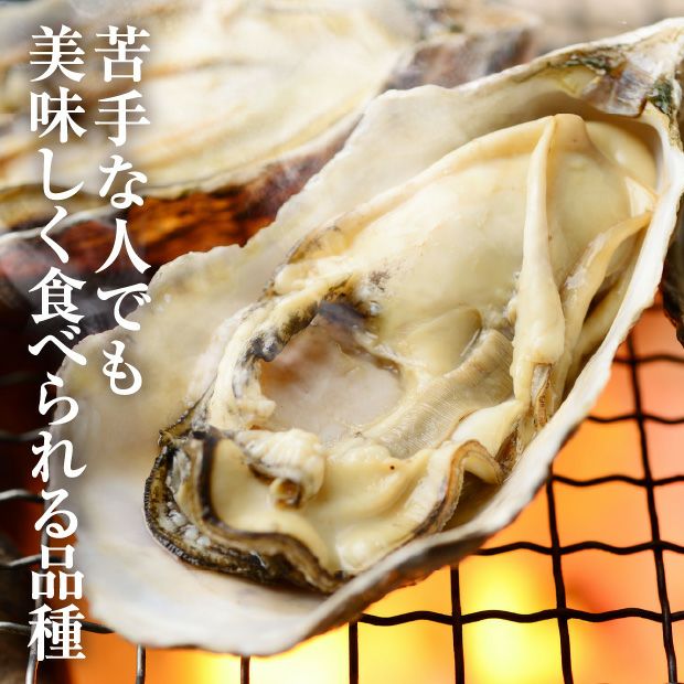 厚岸産 殻付き生牡蠣 3L 20個｜海鮮｜貝 牡蠣 厚岸｜食べレア北海道