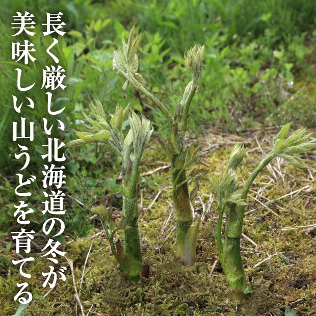 天然山うど3本×1パック