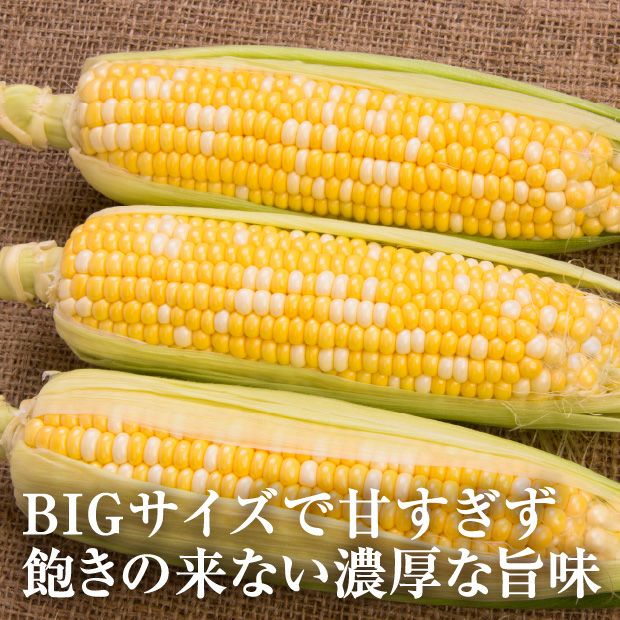 富良野産ゆめのコーンビッグ（2L）10本｜及川ファーム｜トウモロコシ