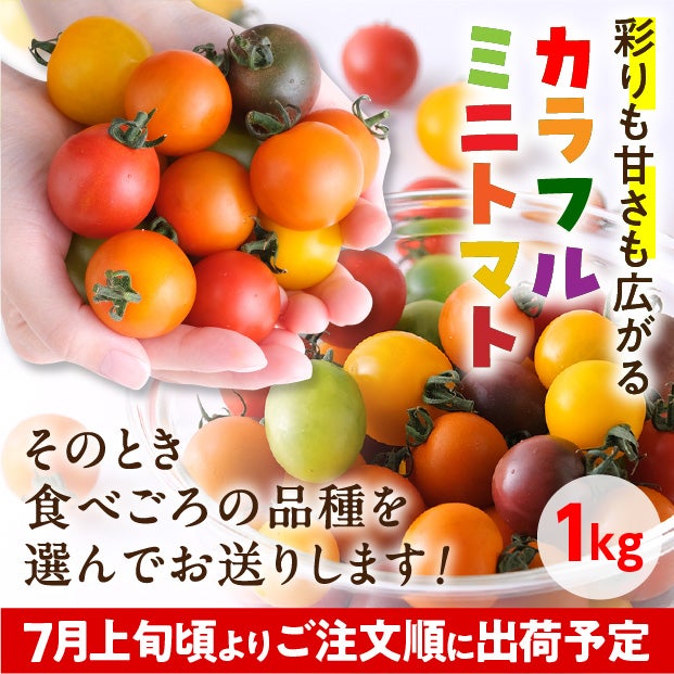 士別産　栽培ミニトマト（6種カラフルミックス）