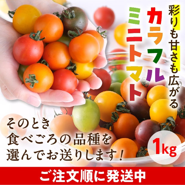士別産　栽培ミニトマト（6種カラフルミックス）