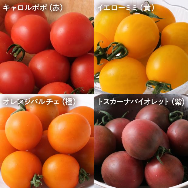 トマト やさいバス/仁枝農園 20品種の高糖度カラフルミニトマト