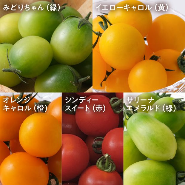 士別産 特別栽培ミニトマト（カラフルミックス） 1㎏｜やぶかわ農園