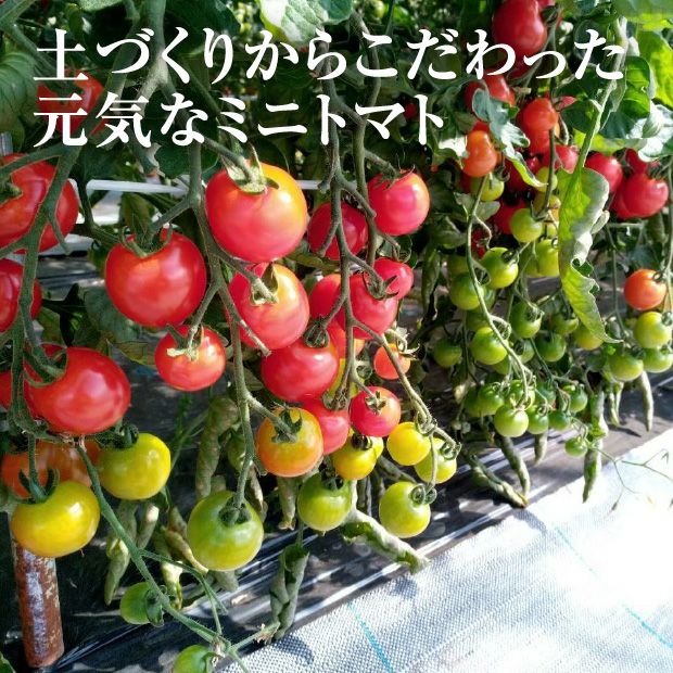 士別産　栽培ミニトマト（6種カラフルミックス）