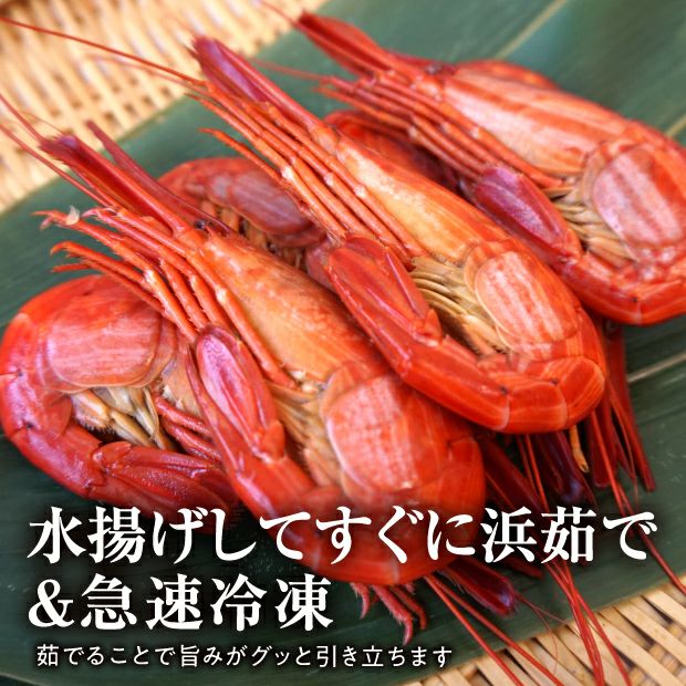 別海産 北海しまえび Mサイズ 500g