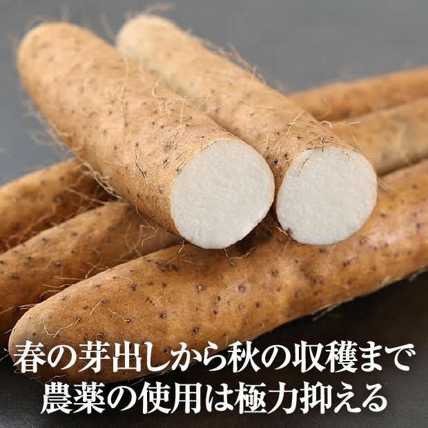 網走産 長いも 5kg