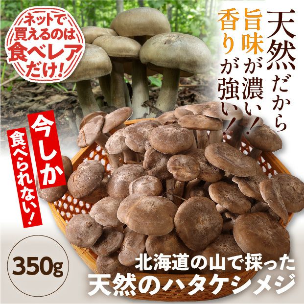 天然ハタケシメジ350g｜北海山｜キノコ 天然｜食べレア北海道 物産