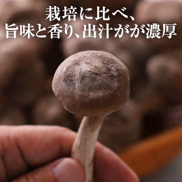 天然ハタケシメジ350g｜北海山｜キノコ 天然｜食べレア北海道 物産