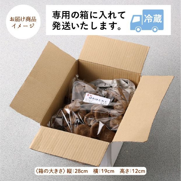 天然ハタケシメジ