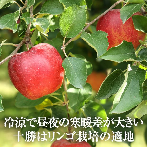 北海道十勝産りんご つがると黄王各8個セット｜農産｜リンゴ｜食べレア