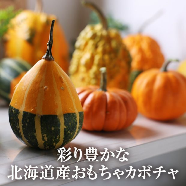 ハロウィン用】当別産 おもちゃかぼちゃ15個 | 食べレア北海道