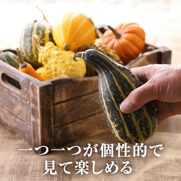 ハロウィン用】当別産 おもちゃかぼちゃ15個 | 食べレア北海道