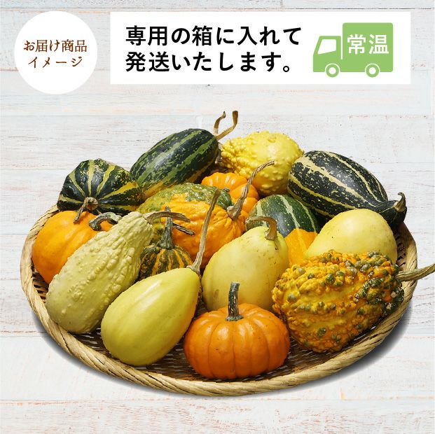 ハロウィン観賞用おもちゃかぼちゃ　40個　サチ5 B ハロウィン用】当別産 おもちゃかぼちゃ15個 | 食べレア北海道