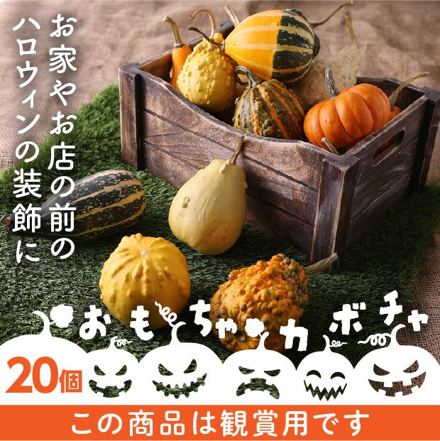 ハロウィン観賞用おもちゃかぼちゃ　40個　サチ5 B ハロウィン用】当別産 おもちゃかぼちゃ20個 | 食べレア北海道