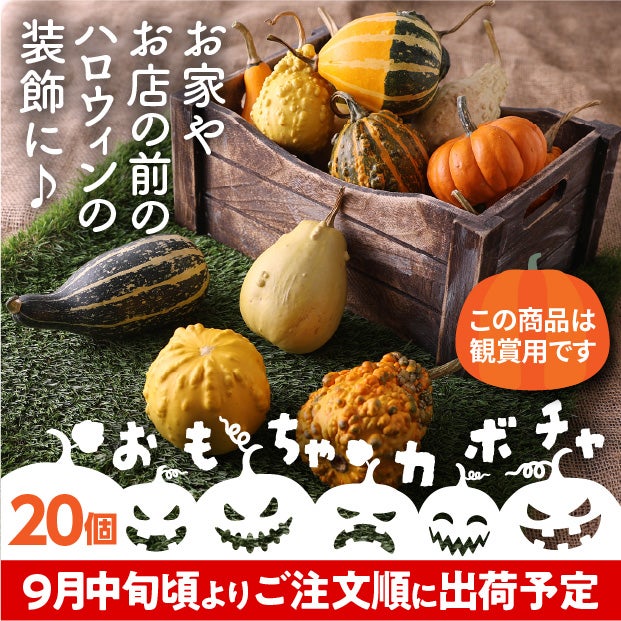 当別産　おもちゃかぼちゃ20個