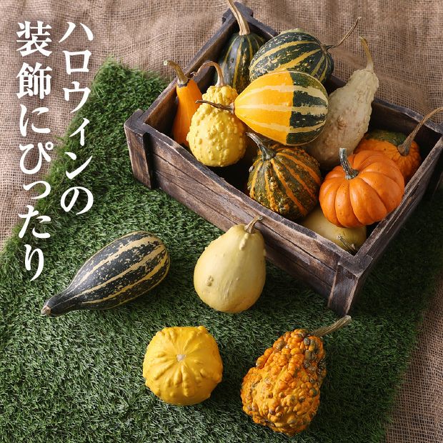 ハロウィン用】当別産 おもちゃかぼちゃ20個 | 食べレア北海道