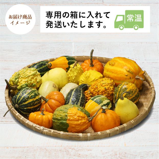 ハロウィン観賞用おもちゃかぼちゃ　40個　サチ5A ハロウィン用】当別産 おもちゃかぼちゃ20個 | 食べレア北海道