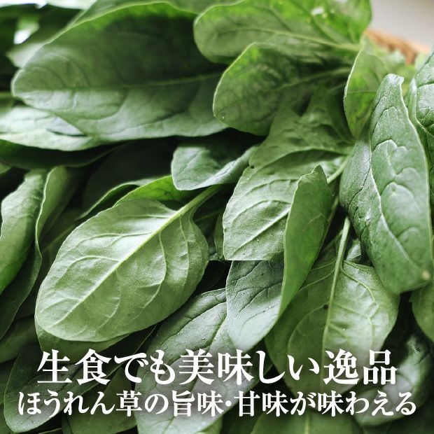 銀賞受賞】かみしまほうれん草 10束｜上島農園 ほうれん草｜食べレア