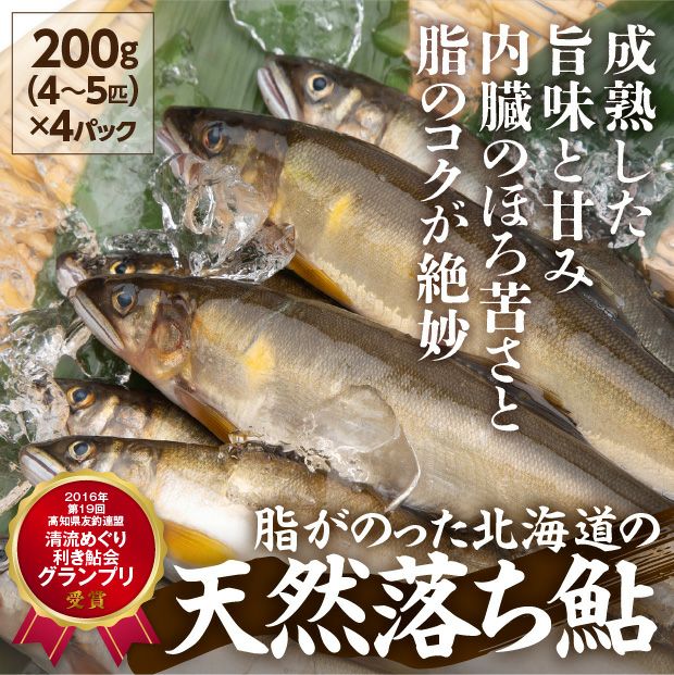 天然鮎 天然鮎（竿漁・活け〆）」 高知県四万十川産 計約600g（3〜12尾前後
