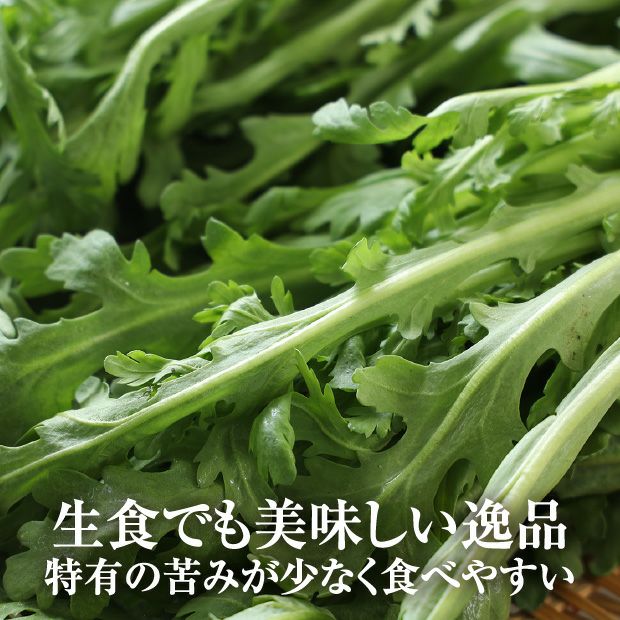 春菊ページ 金賞受賞】かみしま春菊 10束｜上島農園 ほうれん草｜食べレア北海道 野菜