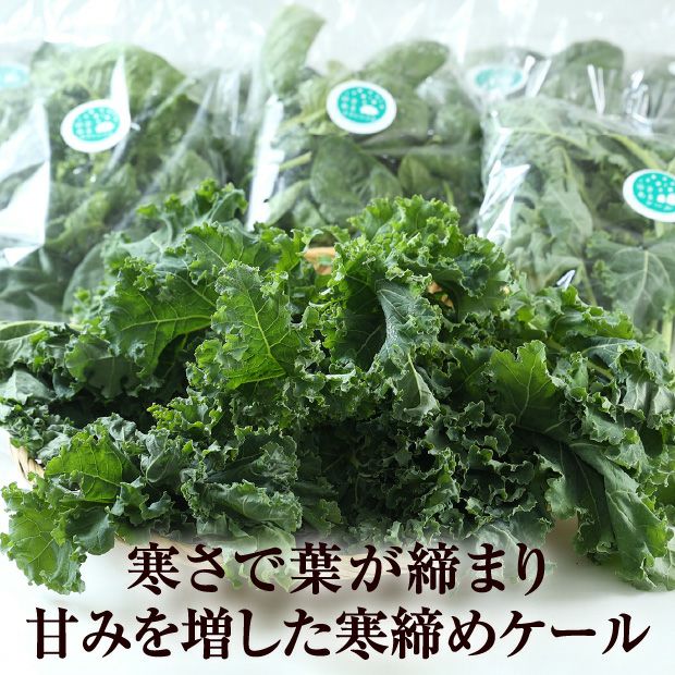 旭川産 ゆきあまほうれん草とゆきあまケールのセット｜産直 お取り寄せ