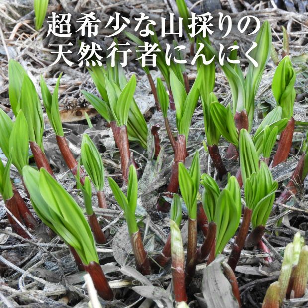 山採り行者にんにく（天然）醤油漬け