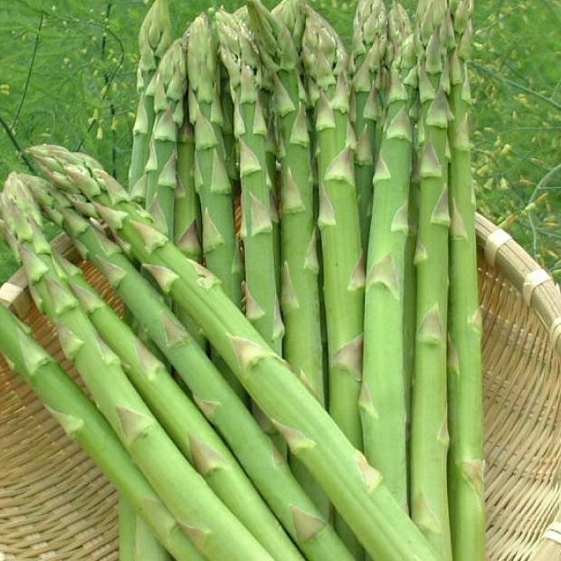 グリーンアスパラ　L/M混　500g