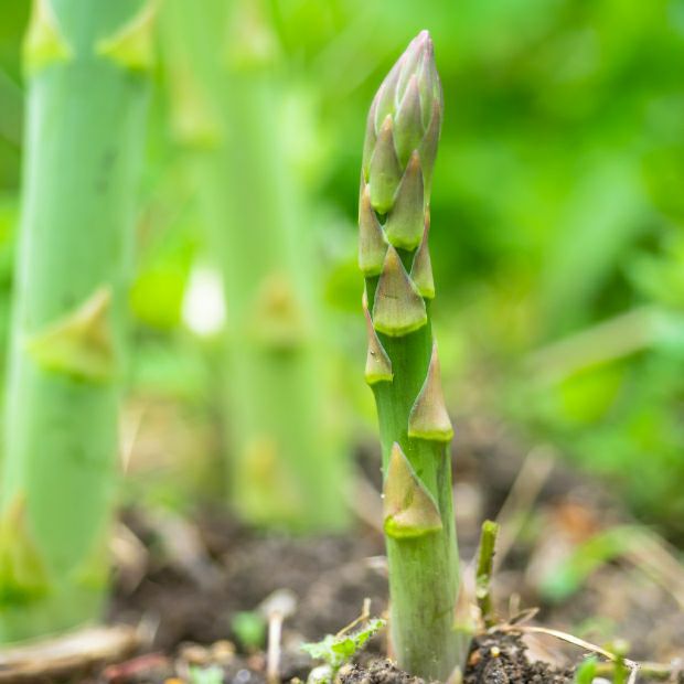 グリーンアスパラ　L/M混　500g