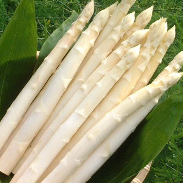 ホワイトアスパラ　3L　500g