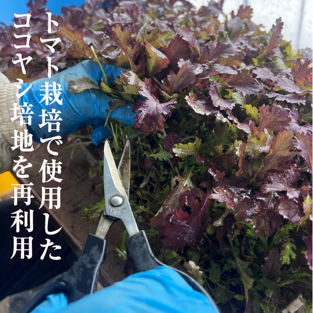 手摘みプレミアムベビーリーフ