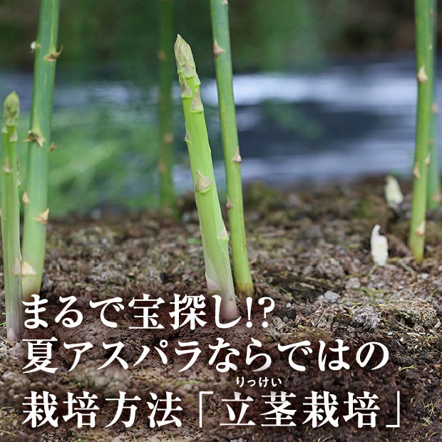 栗山産 夏採りアスパラ L/M混 800g