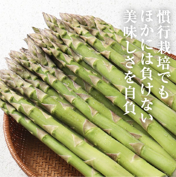 穂別産 丸太アスパラ