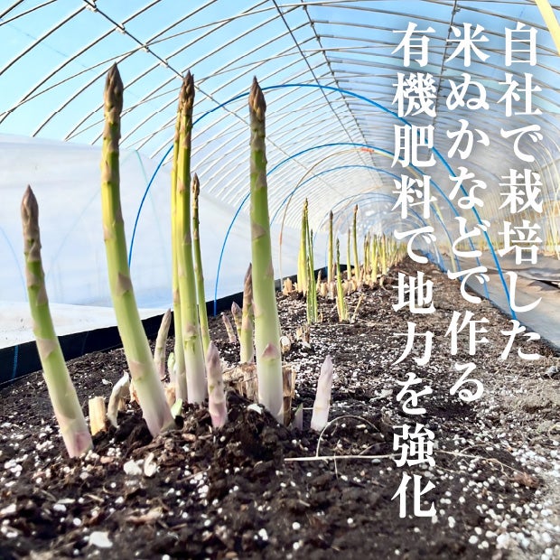 穂別産 丸太アスパラ