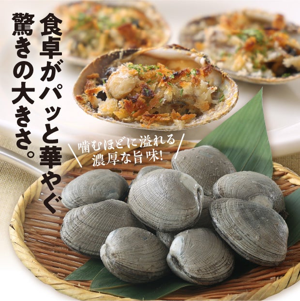 根室湾中産　横綱あさり