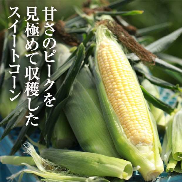 芽室産　ゴールドラッシュ2L　8本