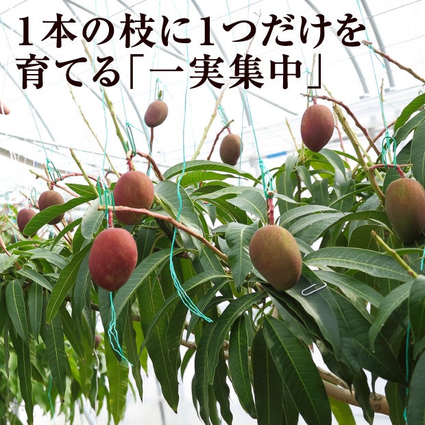 北海道産マンゴー（摩周湖の夕日）　3L　1玉