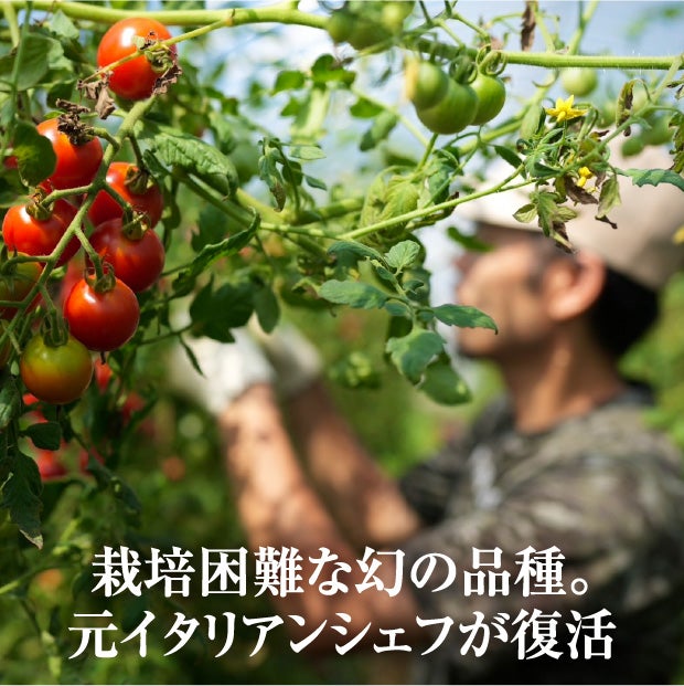 特別栽培　神トマト