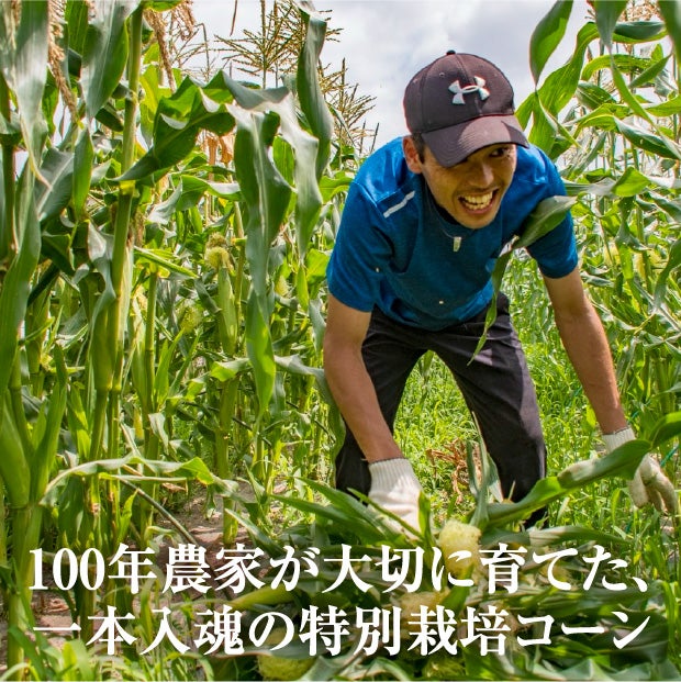 白いとうもろこし　ロイシー