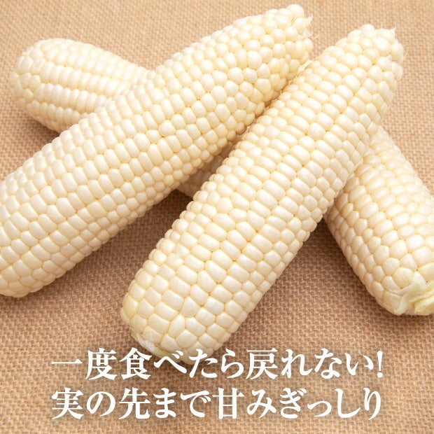 白いとうもろこし　ロイシー