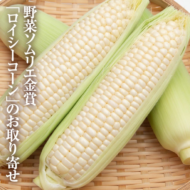 白いとうもろこし　ロイシー