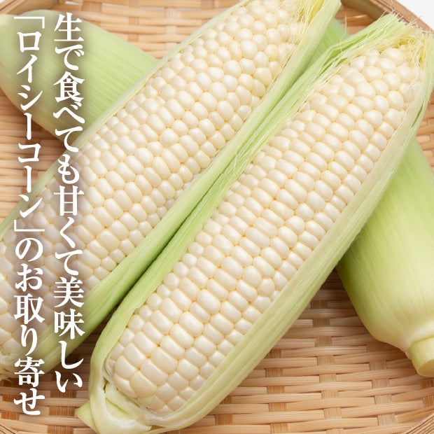 白いとうもろこし　ロイシー