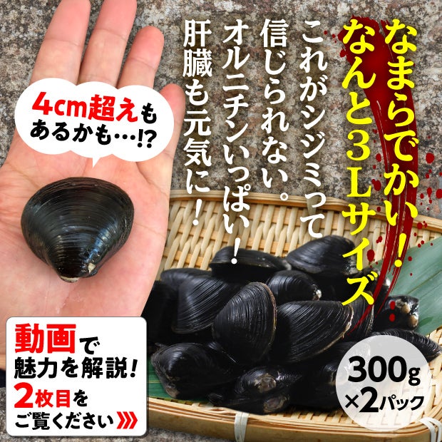 長節湖で取れたシジミ(3Lサイズ)