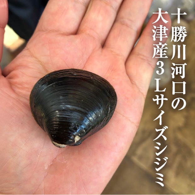 長節湖で取れたシジミ(3Lサイズ)